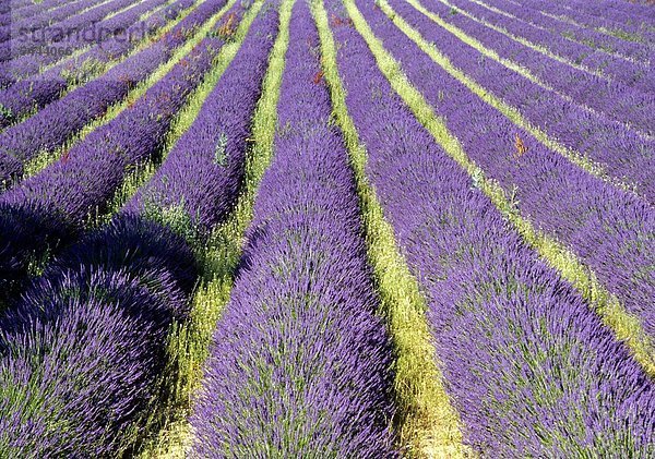 Lavendelfeld in der Provence Lavendel wirkt leicht beruhigend und regt die Durchblutung der Haut an