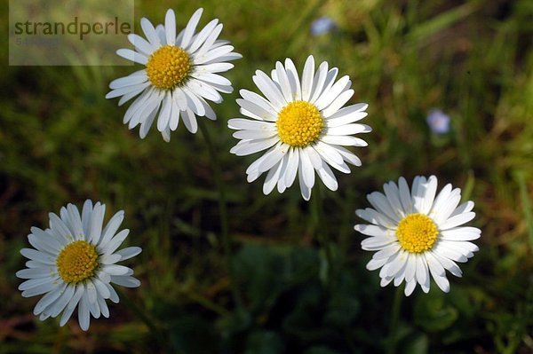 Gänseblümchen Bellis perennis Gänseblümchen enthalten Gerb- Schleim und Bitterstoffe Saponine und ätherische Öle Gänseblümchen helfen bei Stoffwechselkrankheiten Leberleiden und damit zusammenhängenden Hautkrankheiten außerdem unterstützen sie als Bestandteil von Hustentees die Therapie von Katarrhen und Verschleimung der Atemwege