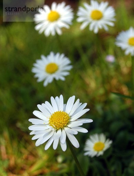 Gänseblümchen Bellis perennis Gänseblümchen enthalten Gerb- Schleim und Bitterstoffe Saponine und ätherische Öle Gänseblümchen helfen bei Stoffwechselkrankheiten Leberleiden und damit zusammenhängenden Hautkrankheiten außerdem unterstützen sie als Bestandteil von Hustentees die Therapie von Katarrhen und Verschleimung der Atemwege