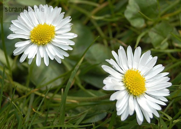 Gänseblümchen Bellis perennis Gänseblümchen enthalten Gerb- Schleim und Bitterstoffe Saponine und ätherische Öle Gänseblümchen helfen bei Stoffwechselkrankheiten Leberleiden und damit zusammenhängenden Hautkrankheiten außerdem unterstützen sie als Bestandteil von Hustentees die Therapie von Katarrhen und Verschleimung der Atemwege