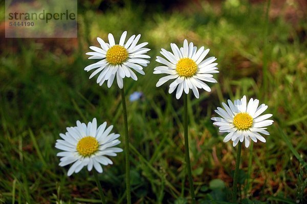 Gänseblümchen Bellis perennis Gänseblümchen enthalten Gerb- Schleim und Bitterstoffe Saponine und ätherische Öle Gänseblümchen helfen bei Stoffwechselkrankheiten Leberleiden und damit zusammenhängenden Hautkrankheiten außerdem unterstützen sie als Bestandteil von Hustentees die Therapie von Katarrhen und Verschleimung der Atemwege