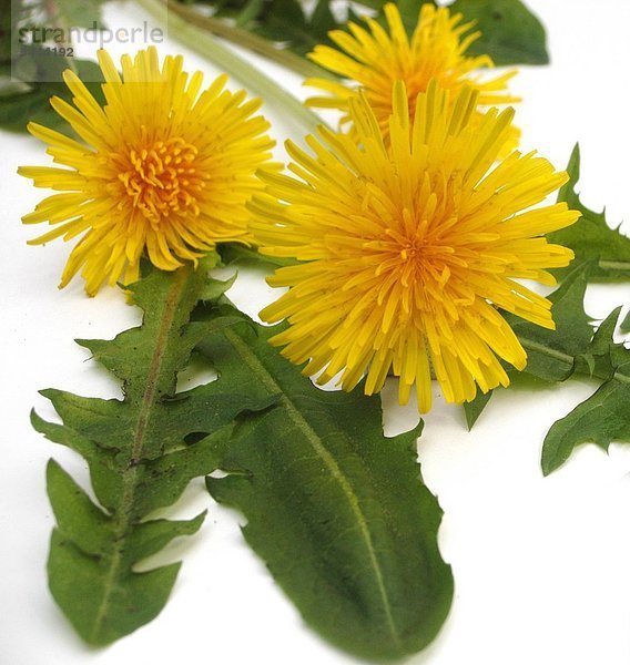 Löwenzahn Taraxacum officinale enthält Bitterstoffe Vitamine Carotin und Flavonide Eine Entschlackungskur kann im Frühjahr mit Löwenzahn durchgeführt werden er hilft weiterhin gegen entzündliche Erkrankungen der Harnwege Appetitlosigkeit und dyseptische Beschwerden