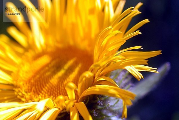 Alant Inula helenium enthält ätherische Öle wirkt krampflösend auswurffördernd und regt die Magen-Darm-Tätigkeit an.