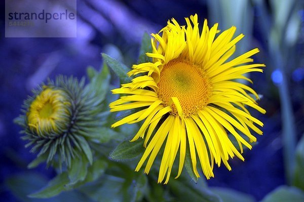 Alant Inula helenium enthält ätherische Öle wirkt krampflösend auswurffördernd und regt die Magen-Darm-Tätigkeit an.