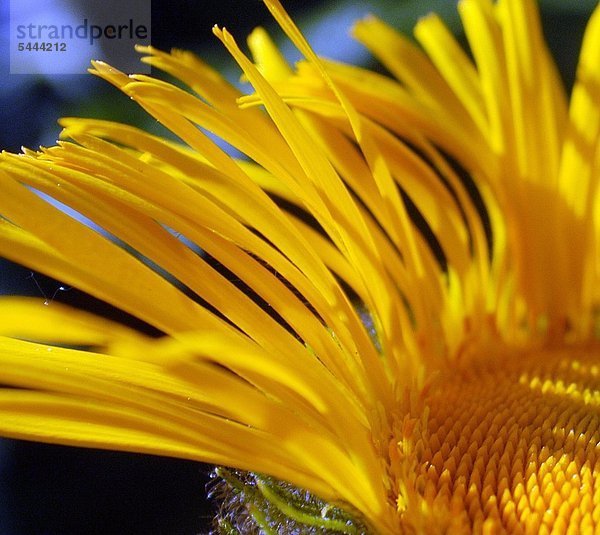 Alant Inula helenium enthält ätherische Öle wirkt krampflösend auswurffördernd und regt die Magen-Darm-Tätigkeit an.