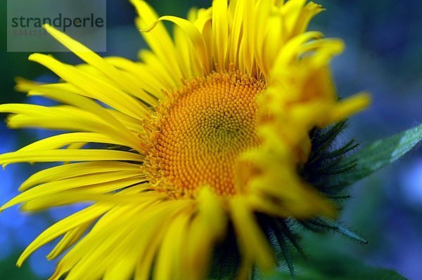 Alant Inula helenium enthält ätherische Öle wirkt krampflösend auswurffördernd und regt die Magen-Darm-Tätigkeit an.