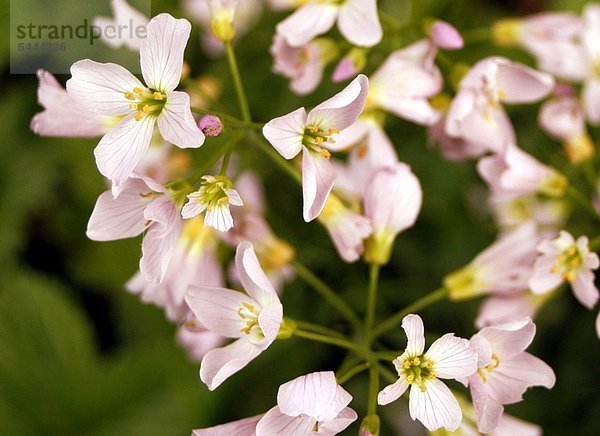 Wiesenschaumkraut Cardamine pratensis - enthält Viamin C und Senföl wirkt harntreibend und regt den Stoffwechsel an bei größeren Mengen kann es zu Magenreizungen kommen