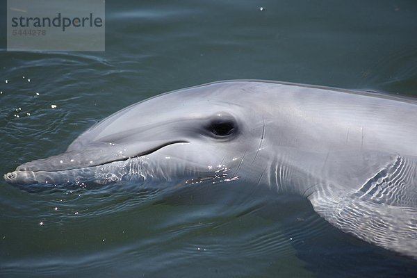 Delfin im Becken einer Forschungsstation -Ganzheitliche Intensivtherapie mit Delfinen -Delfintherapie