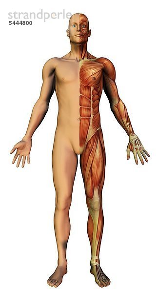 Anatomiegrafik zur Hälfte ist die Haut sichtbar  die andere Hälfte Muskel