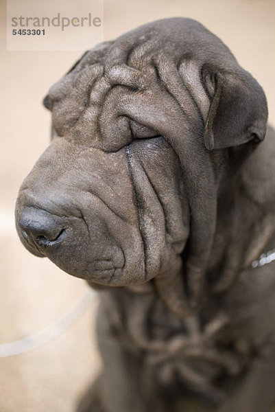 Porträt eines Shar Pei Hundes  Nahaufnahme