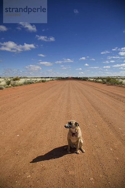 Ein Hund sitzt auf einem Feldweg und schaut weg.