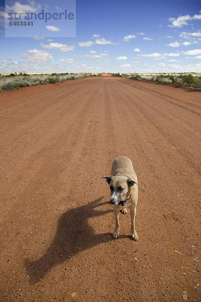 Ein Hund steht auf einem Feldweg und schaut weg.