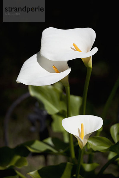 Weiße Calla-Lilien