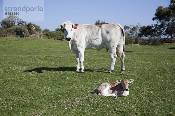 Ein Stier und ein Kalb im Feld