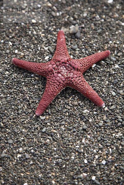 Ein Seestern am Strand