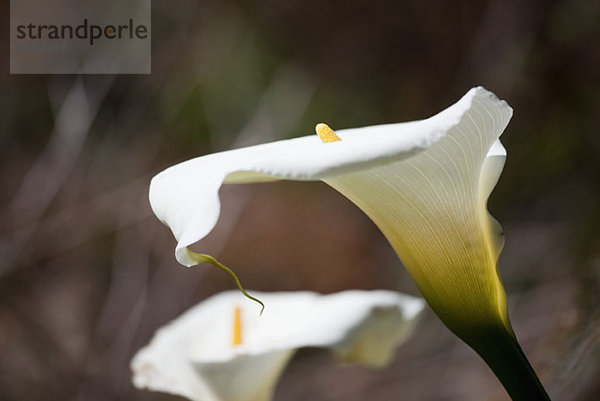 Eine weiße Calla-Lilie