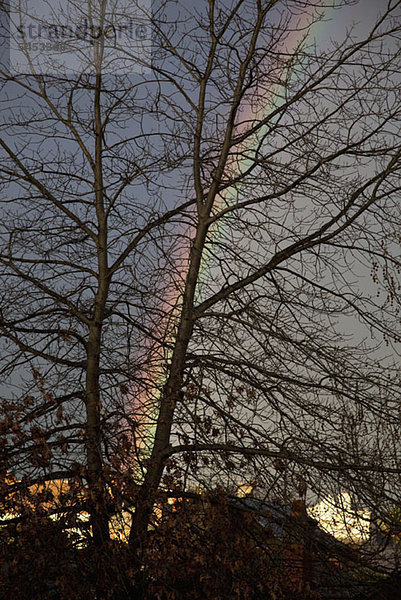 Ein Regenbogen im Rücken eines kahlen Baumes