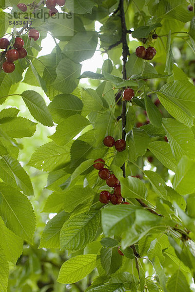 Kirschen  die an einem Kirschbaum hängen