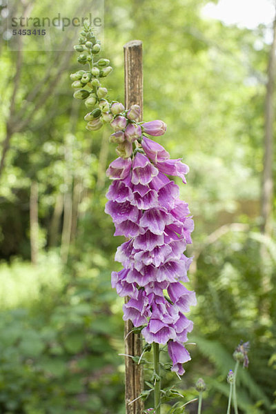 Fingerhut  Digitalis purpurea