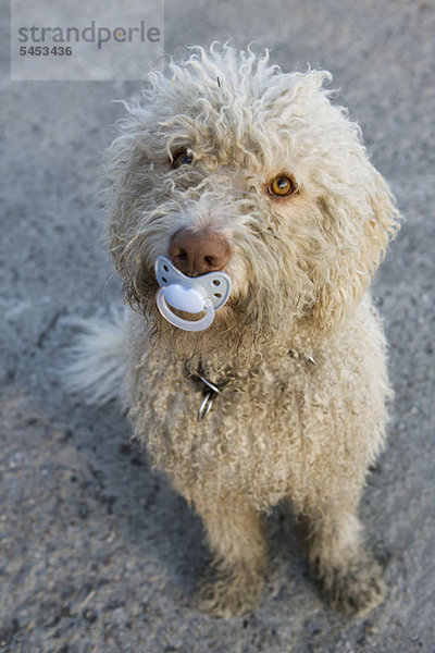 Ein portugiesischer Wasserhund mit einem Schnuller im Mund.