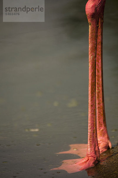 Niedriger Abschnitt eines im Wasser stehenden Flamingos