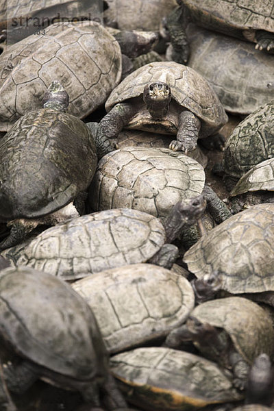 Ein Ballen Schildkröten