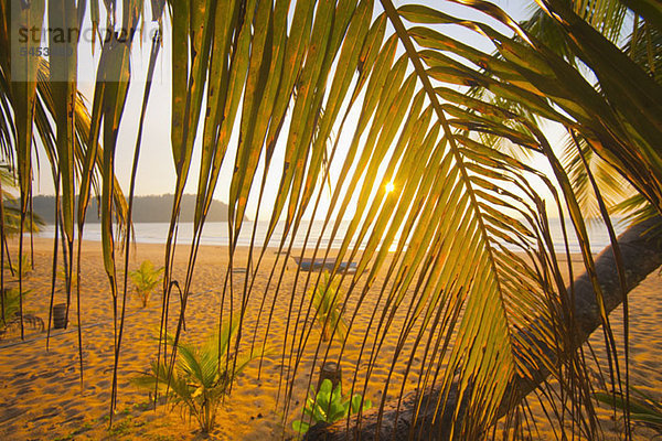 Blick durch Palmblätter eines Strandes bei Sonnenuntergang