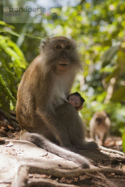 Ein Affe sitzt mit einem Baby im Wald.