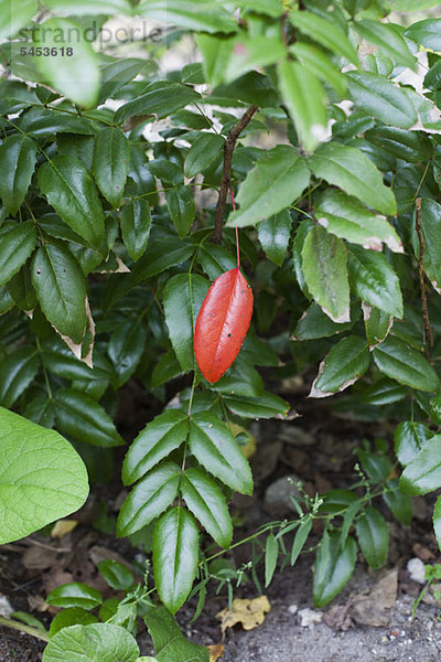 Ein rotes Blatt unter vielen grünen Blättern