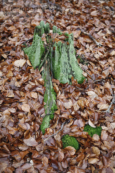 Grüner Moosbaumstumpf unter herbstlichen Buchenblättern