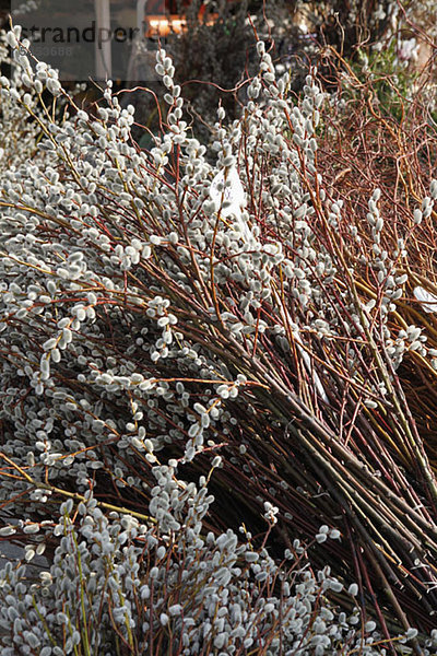 Busch mit grauen Knospen