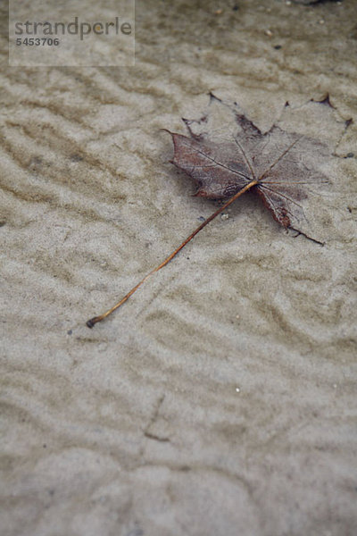 Ahornblatt auf geriffeltem nassem Sand