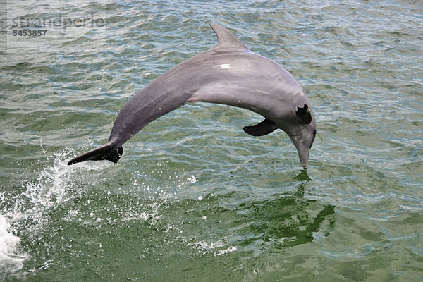 Ein Delfin springt ins Meer  Havanna  Kuba