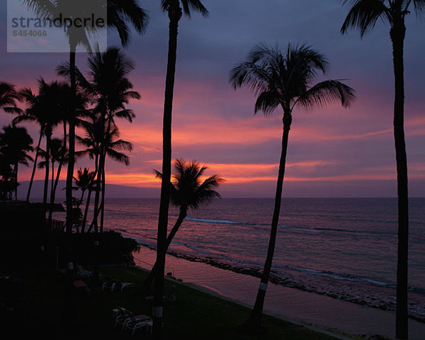 Dämmerung und silhouettierte Palmen am Strand in Maui  Hawaii