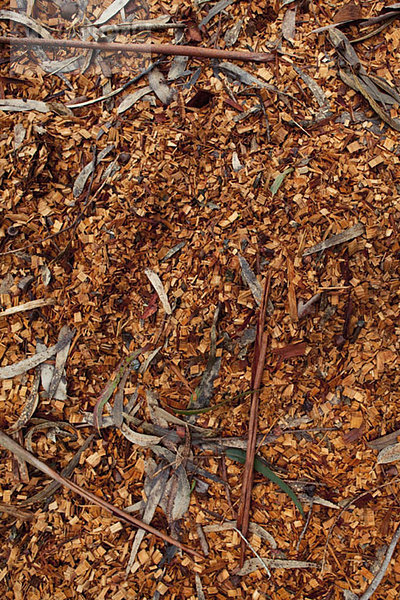 Getrocknete braune Holzspäne und herbstliche abgestorbene Blätter