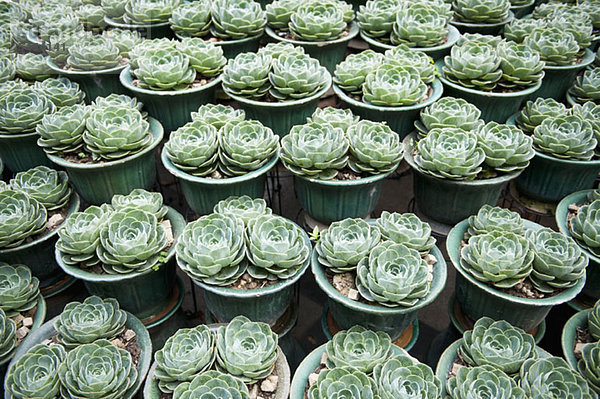 Pflanzentöpfe von Aeonium Arboreum