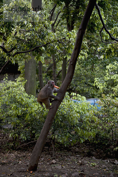 Macaque Affe Kletterbaum mit Karotte im Mund