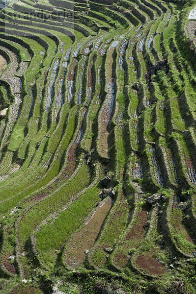 Muster der Ping'an-Reisterrassen in China