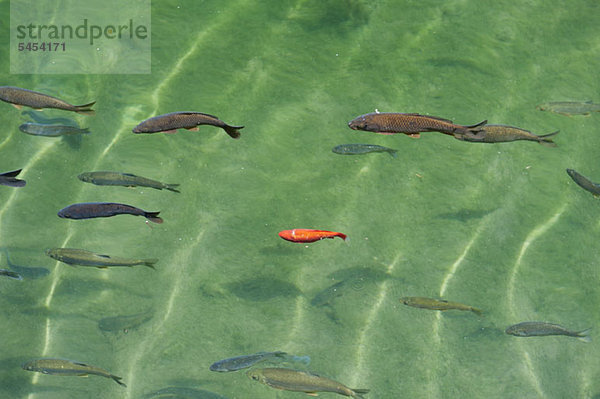 Einzelne orangefarbene Fische unter den dunkleren Fischen im Wasser