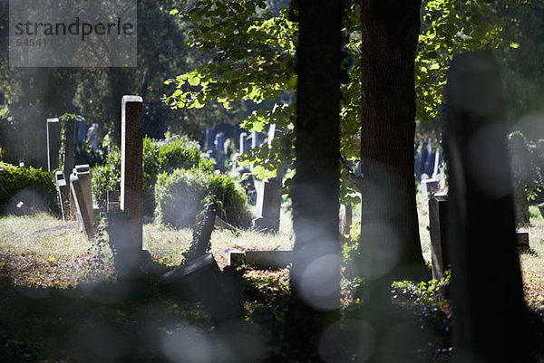 Sonnenlicht auf Grabsteinen auf einem Friedhof  Wien  Österreich