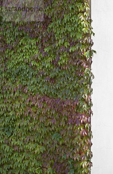 Boston Ivy (Parthenocissus tricuspidata) Verkleidungswand