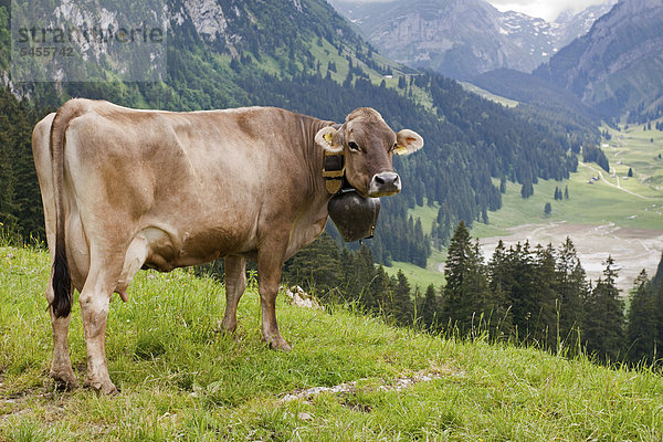 Schweizer Braunvieh (Bos primigenius taurus) auf der Alp Soll im Alpsteingebiet mit Blickrichtung Sämtisersee  Brülisau  Appenzell Ausserrhoden  Schweiz  Europa  ÖffentlicherGrund