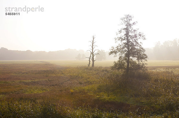 Morgendlicher Nebel über den Wiesen  Herbststimmung im Naturschutzgebiet Mönchbruch Hessen Deutschland  Europa