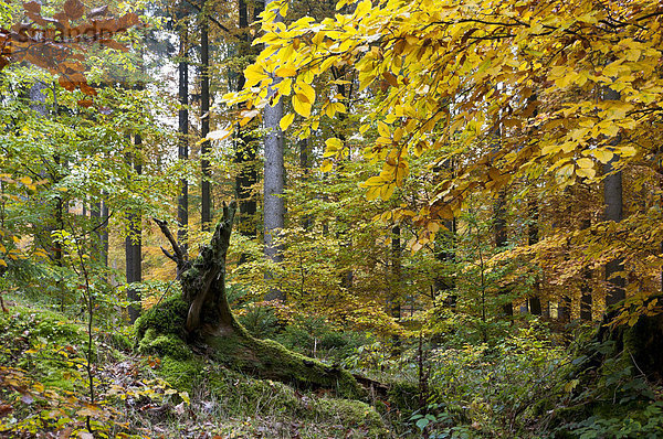 Herbststimmung im Wald  Taunus  Hessen  Deutschland  Europa