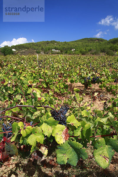 Trauben  Wein (Vitis vinifera) wächst im Weinberg  San Mateo Tal  Ibiza  Spanien  Europa