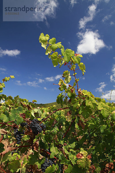 Trauben  Wein (Vitis vinifera) wächst im Weinberg  San Mateo Tal  Ibiza  Spanien  Europa