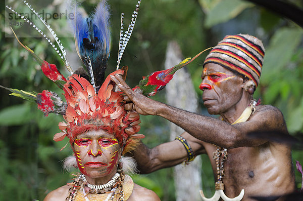Der Kopfschmuck der Jika Stammestänzerin wird erstellt  das Mittelstück enthält sämtliche Federn eines Blauen Paradiesvogels  Mann mit Stoßzähnen eines Keilers  Paiya Sing-Sing  Westliches Hochland  Papua-Neuguinea  Ozeanien