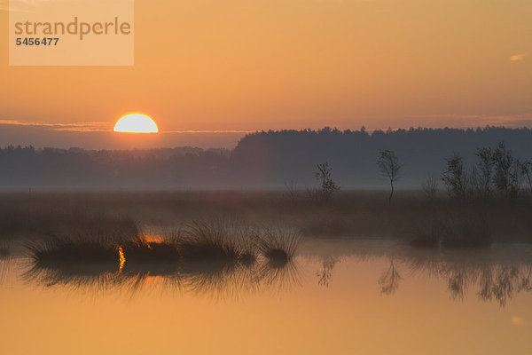 Sonnenaufgang im Moor  Tinner Dose  Haren  Emsland  Niedersachsen  Deutschland  Europa