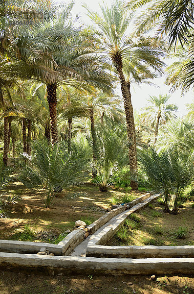 Palmenpark mit Wasserkanälen in der Oase von Al Ain  Unesco-Welterbe  Abu Dhabi  Vereinigte Arabische Emirate  Arabische Halbinsel  Asien