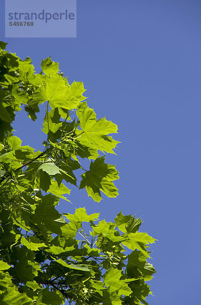 Ahornblatt Himmel Ast blau